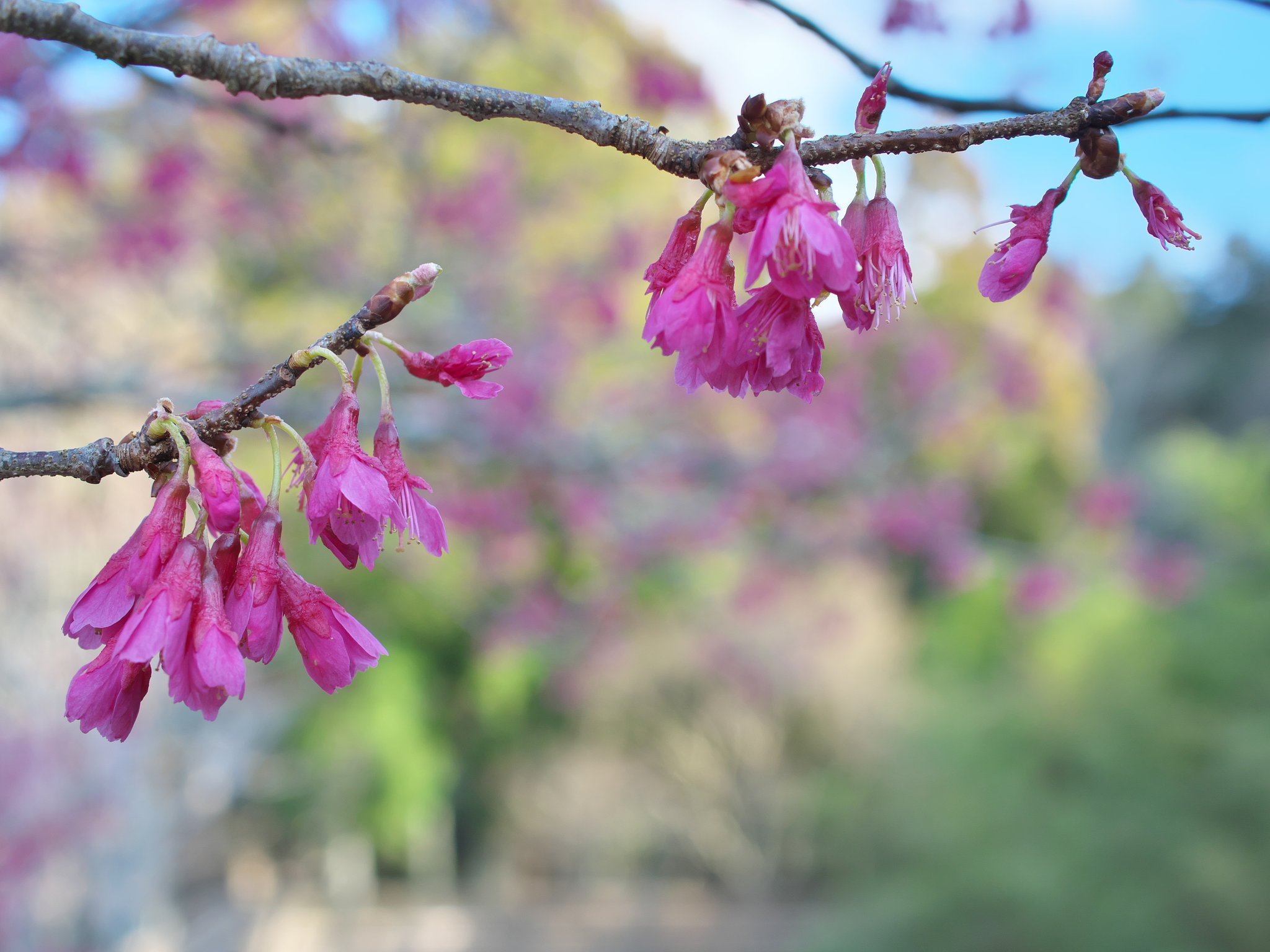 ED 30mm F3.5 Macro