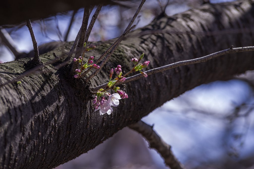 桜咲く