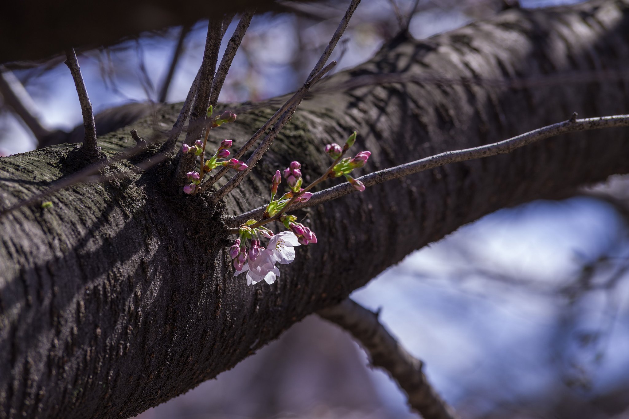 桜咲く