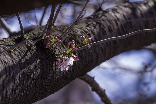 桜咲く
