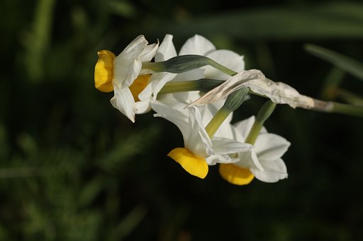cano EF100㎜F2.8 macro