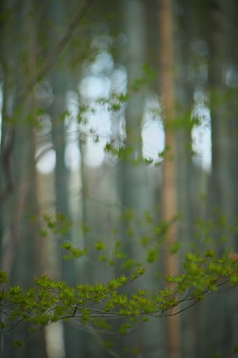 EF85mm F1.2LⅡ