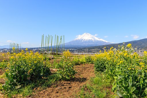 【花･空のある写真】青すぎる空