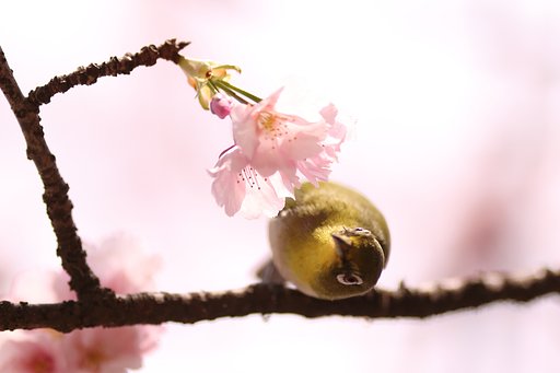 3月12日の写真