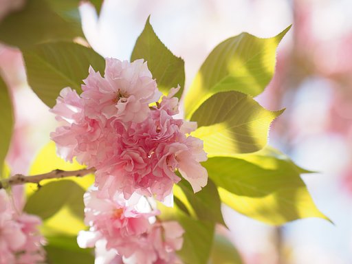 ◎Pana-LEICA DG NOCTICRON 42.5mm/F1.2 ASPH.