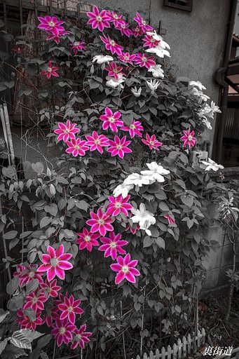 【花・空のある写真】路地裏