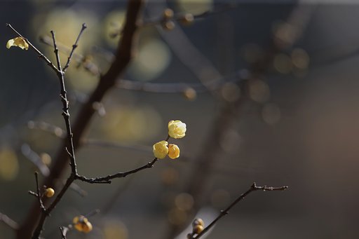 春、点灯