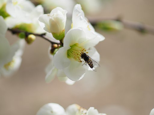 ◎コシナ ツァイスMakro Planar 50mm/F2