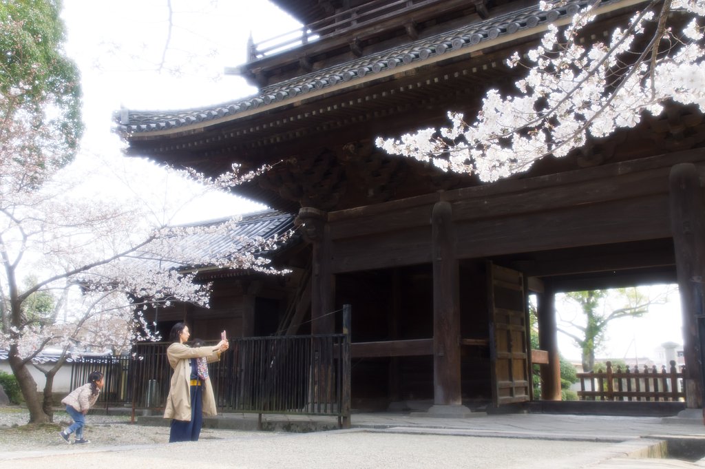 岡崎　大樹寺の春