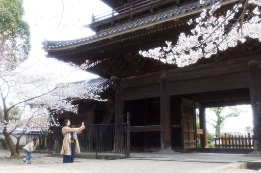 岡崎　大樹寺の春