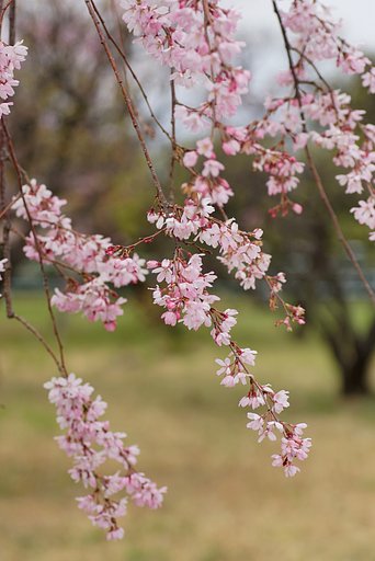 枝垂れ桜