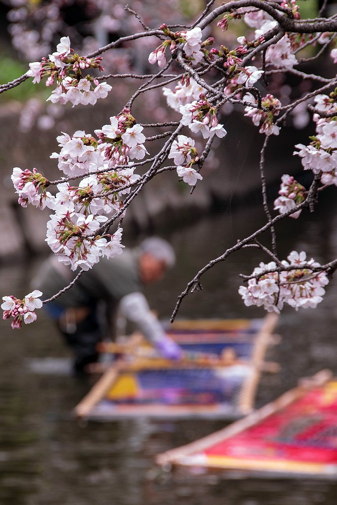 桜とのんぼり洗い 