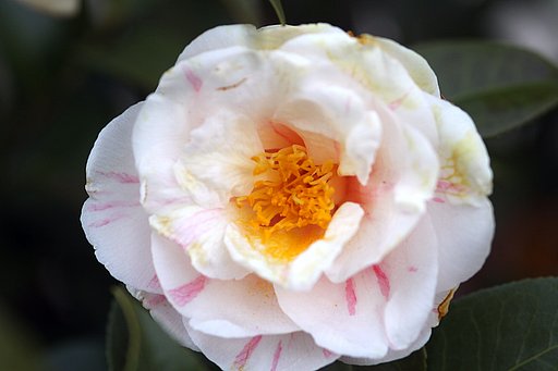 山茶花　白