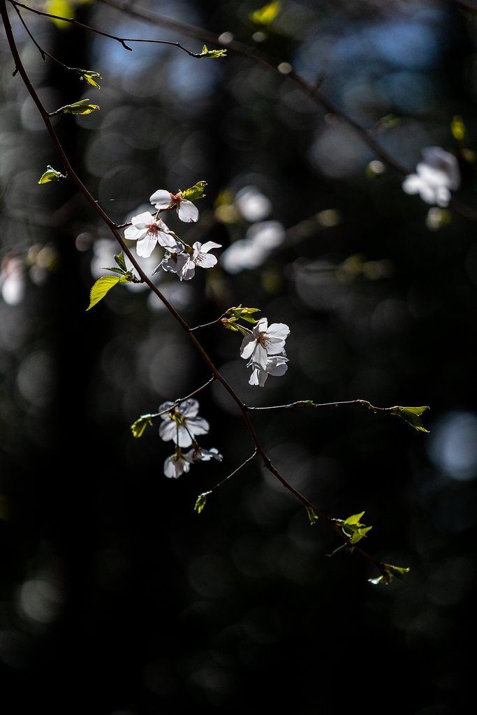 EF180mm f/3.5L Macro USM