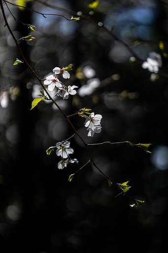 EF180mm f/3.5L Macro USM