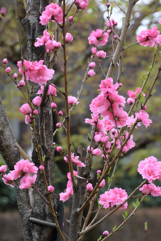 花桃