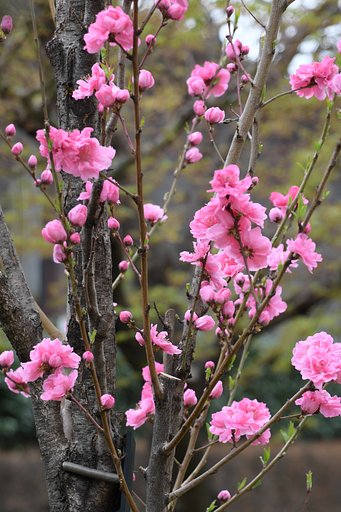 花桃
