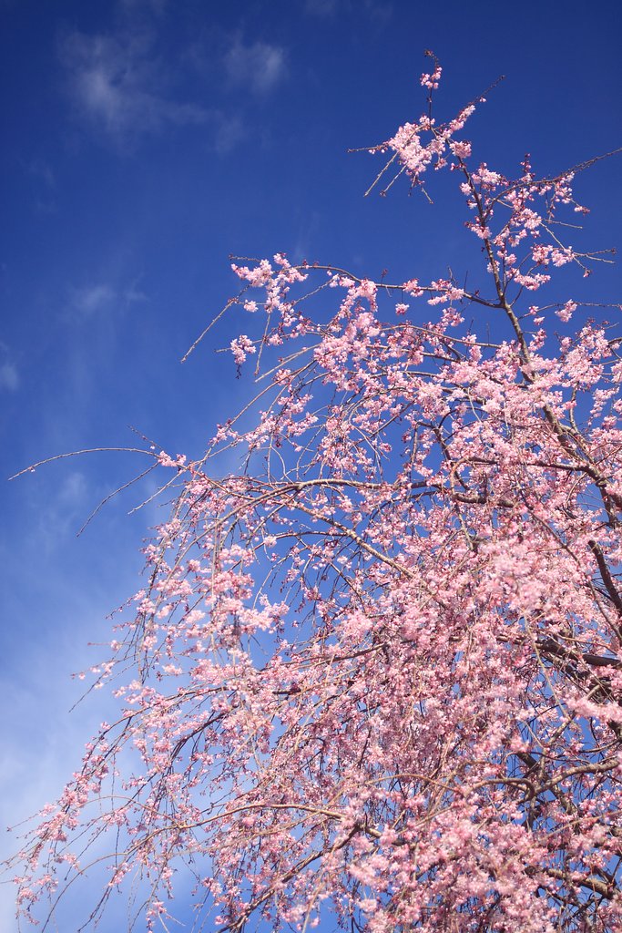 桜花