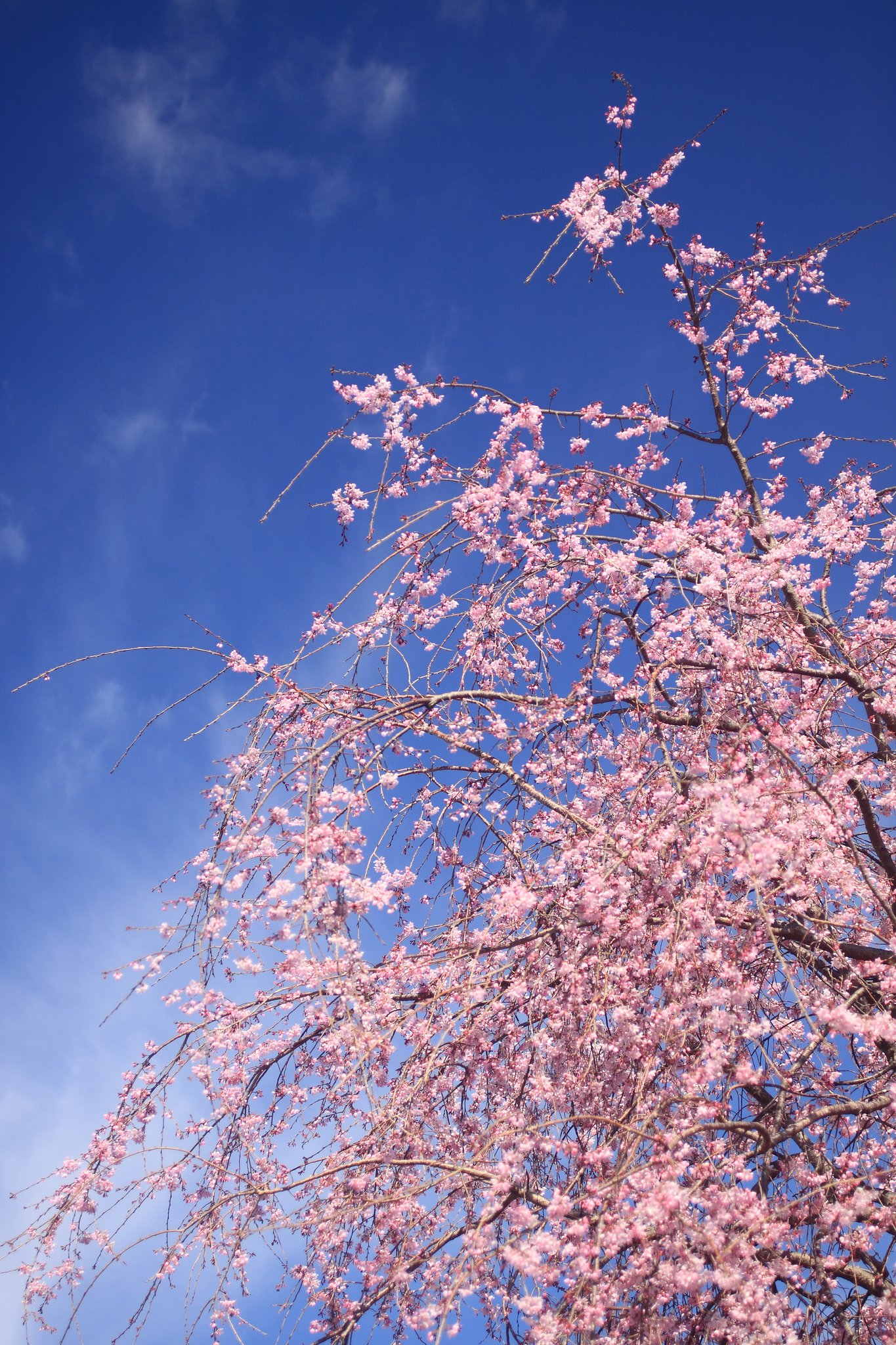 桜花