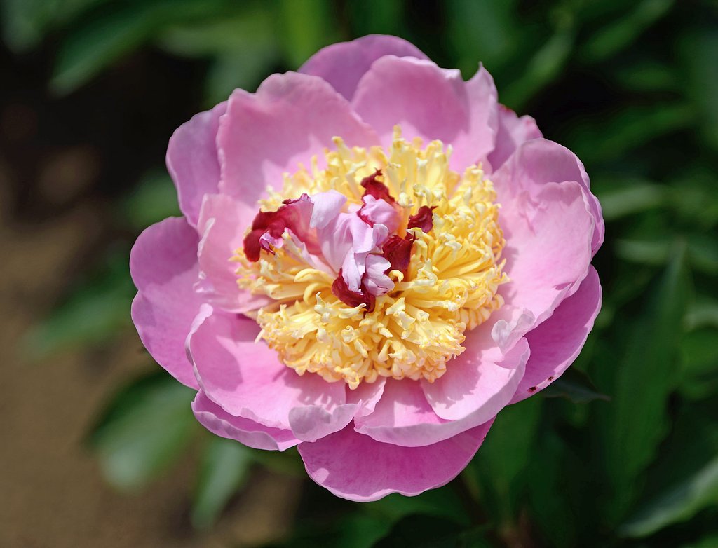芍薬(2)