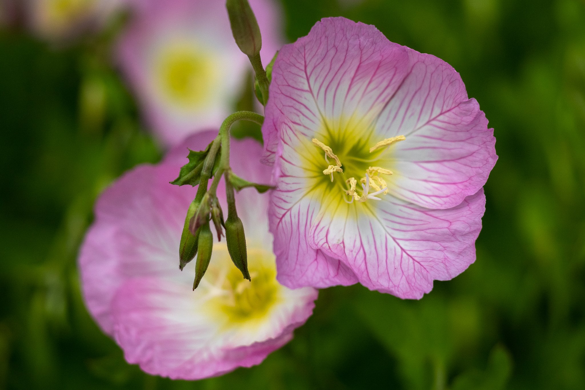 OLYMPUS M.60mm F2.8 Macro
