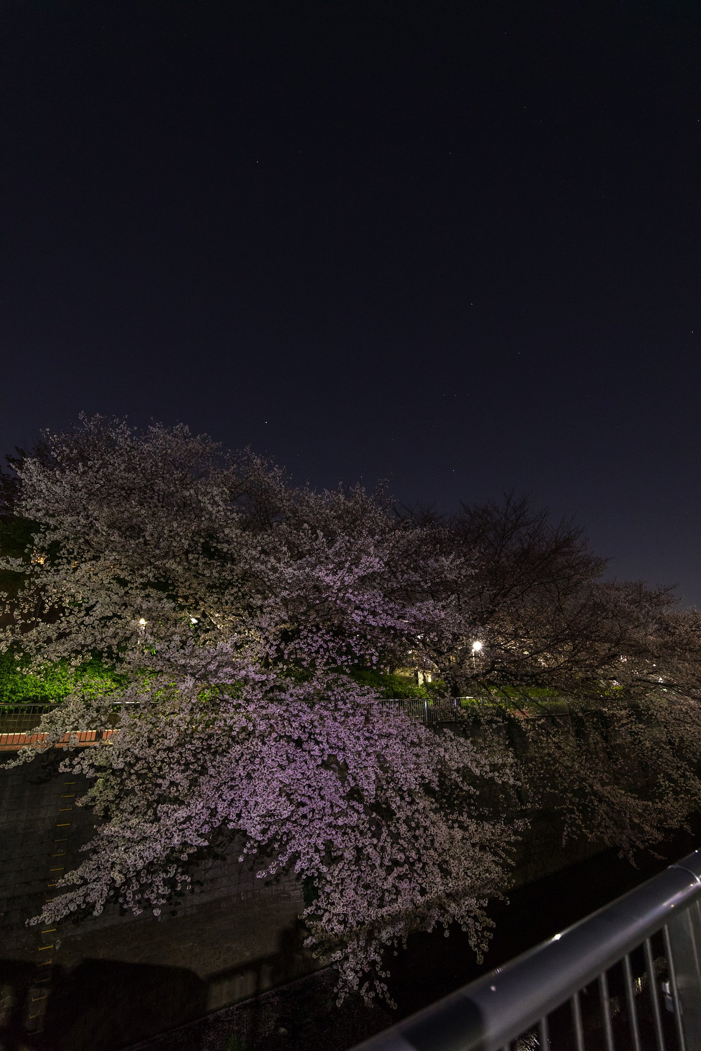 桜の上のオリオン