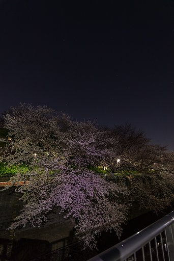 桜の上のオリオン