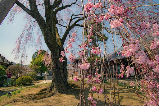 しだれ桜五分咲き