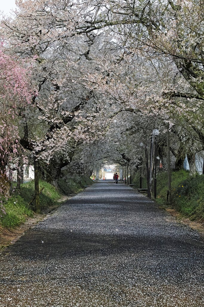 桜