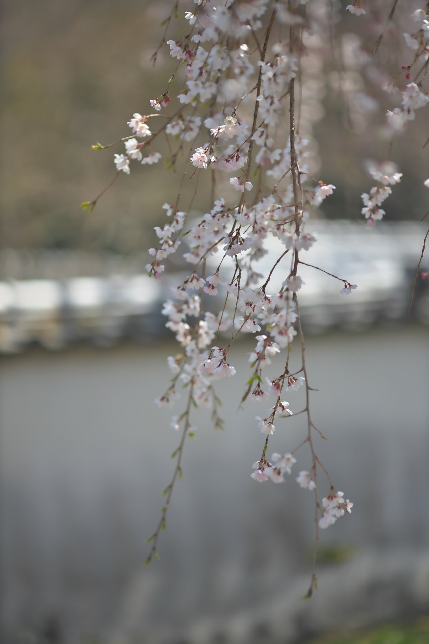 EF135mm F2L 