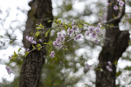 EF50mm f/1.2L USM