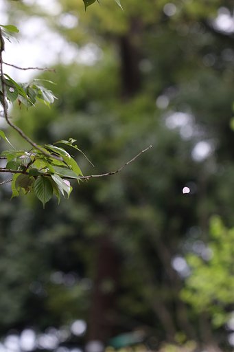 桜吹雪をまちわびて