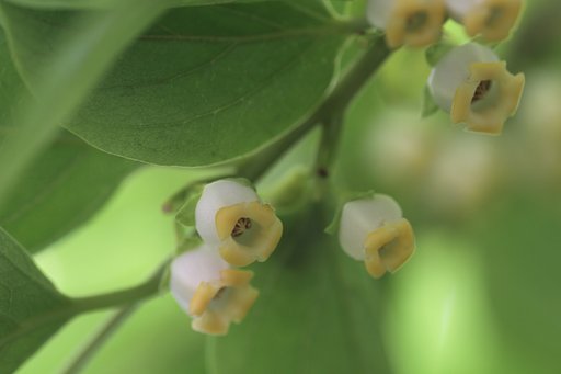 柿の花