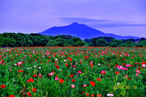 ポピーの園