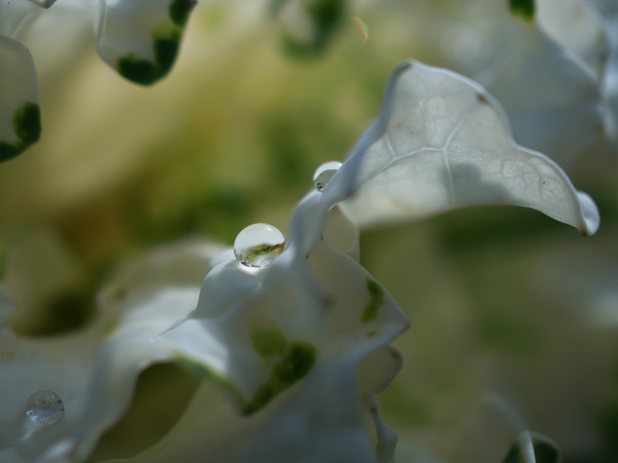 白水晶