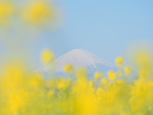 富嶽春染め