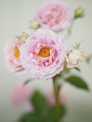 ◎Pana-LEICA DG NOCTICRON 42.5mm/F1.2 ASPH.