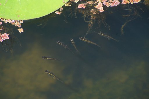 ハスの池に