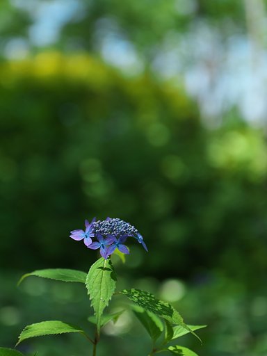 紫陽花3