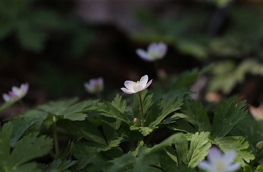 岩手の山にて（その６）ニリンソウ
