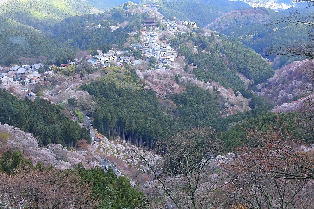 吉野の桜