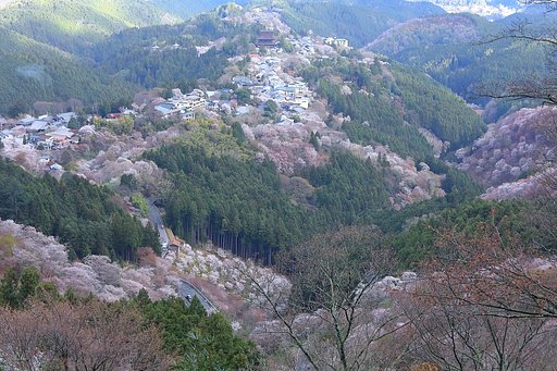 吉野の桜