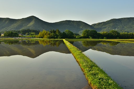 シロツメクサの花咲く畔（あぜ）
