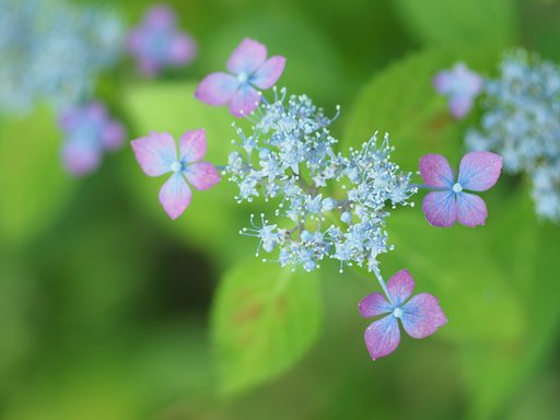 ◎コシナ ツァイスMakro Planar 50mm/F2