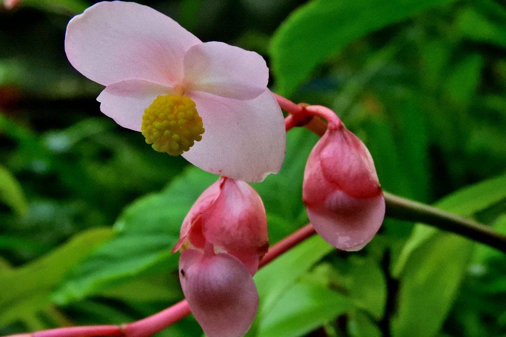 シュウカイドウ　雄花