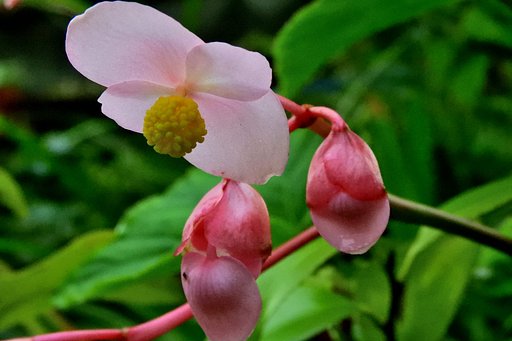 シュウカイドウ　雄花