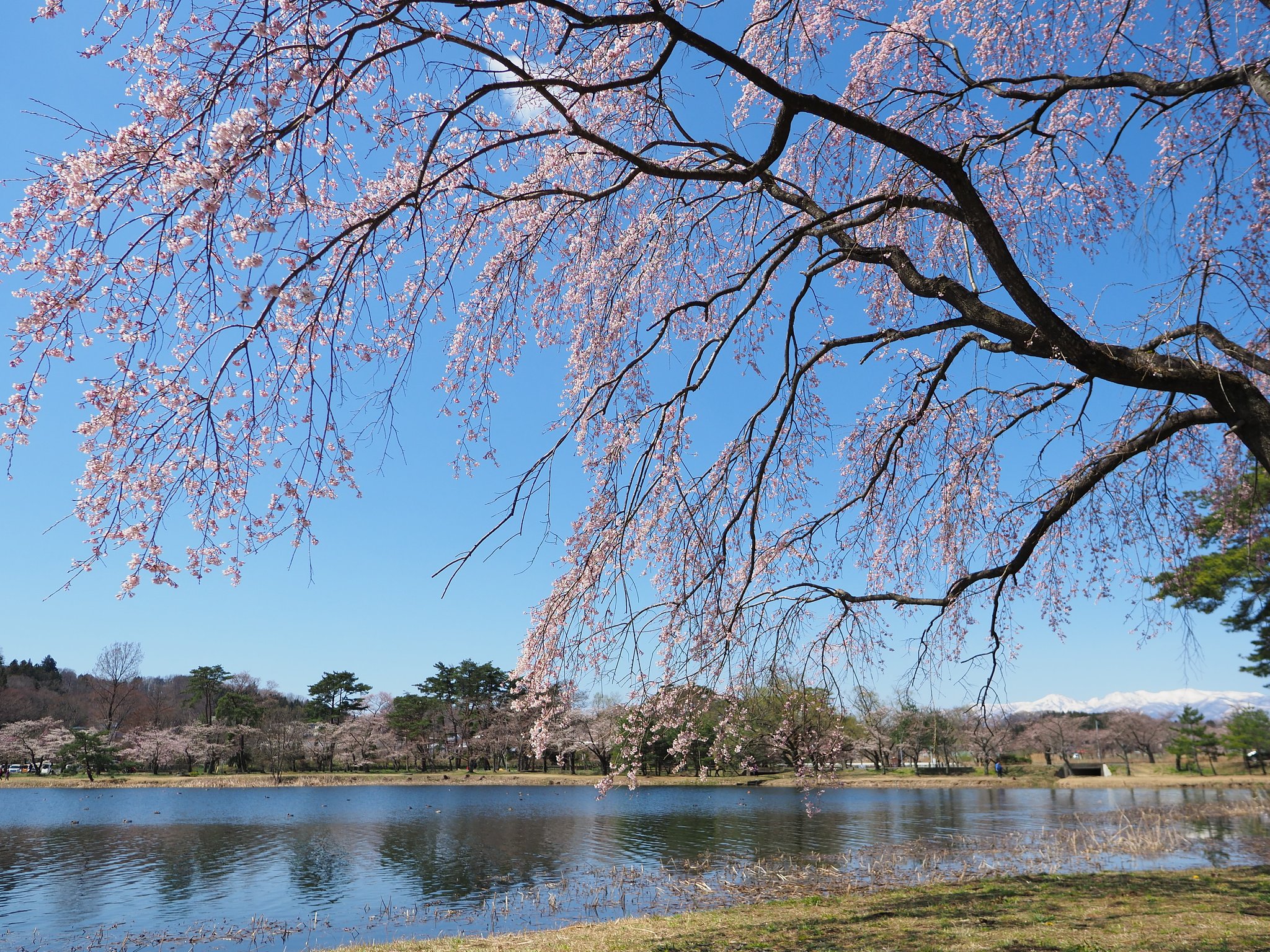 ◎Pana-LEICA DG SUMMILUX 12mm/F1.4 ASPH.
