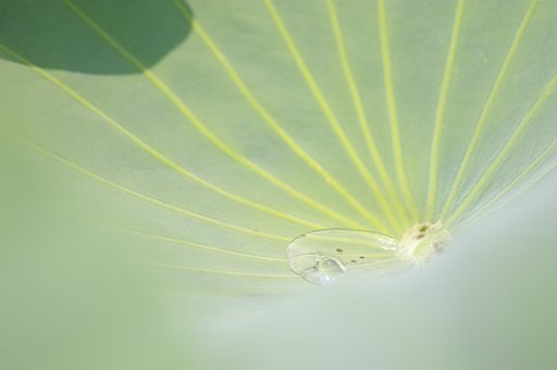 水たまり