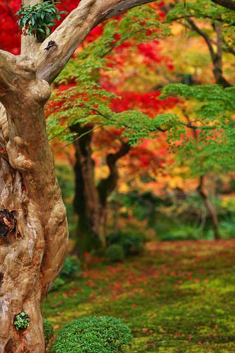 今年の紅葉は？