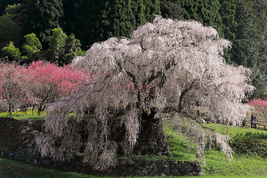 又兵衛桜
